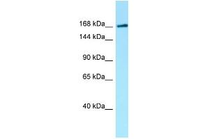 WB Suggested Anti-MAST1 Antibody Titration: 1. (MAST1 抗体  (C-Term))