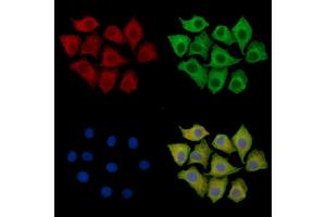 ABIN7095948 and ABIN7100010 staining HepG2 cells by IF/ICC.