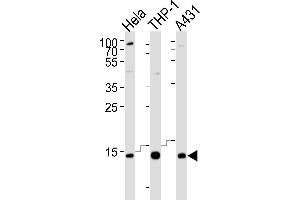 Western blot analysis of lysates from Hela, THP-1, A431 cell line (from left to right), using VP8 Antibody (N-term) 8440a. (VAMP8 抗体  (N-Term))