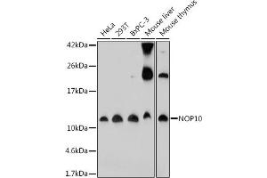 Western blot analysis of extracts of various cell lines, using NOP10 antibody (ABIN7268954) at 1:1000 dilution. (Nop10 抗体)