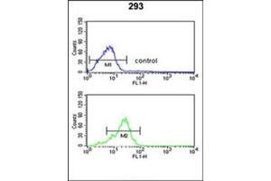 Flow cytometric analysis of 293 cells using PPP3R2 / CBLP Antibody (N-term) Cat. (Calcineurin B 抗体  (N-Term))