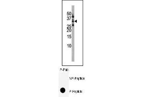 Image no. 1 for anti-Cyclin-Dependent Kinase 1 (CDK1) (pSer39) antibody (ABIN358104) (CDK1 抗体  (pSer39))