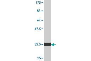 Western Blotting (WB) image for anti-Endothelin Receptor Type A (EDNRA) (AA 18-80) antibody (ABIN515162)
