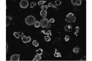 ABIN190817 staining of differentiated 3T3-L1 adipocytes. (PLIN1 抗体  (C-Term))