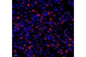 Immunofluorescence of paraffin embedded mouse embryonic mouse using SP7 (ABIN7075694) at dilution of 1:500 (400x lens) (SP7 抗体)