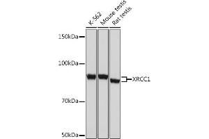 Western blot analysis of extracts of various cell lines, using XRCC1 Rabbit mAb (ABIN1682933, ABIN3018593, ABIN3018594 and ABIN7101631) at 1:1000 dilution. (XRCC1 抗体)