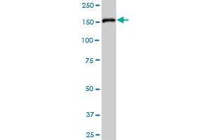 EPB41L2 MaxPab polyclonal antibody. (EPB41L2 抗体  (AA 1-633))