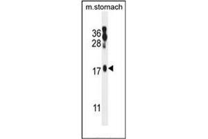 Western blot analysis of ORMDL2 Antibody (Center) in mouse stomach tissue lysates (35ug/lane). (ORMDL2 抗体  (Middle Region))