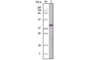 Western Blotting (WB) image for anti-Ovalbumin (OVA) antibody (ABIN1844621) (Ovalbumin 抗体)