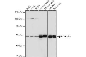 Western blot analysis of extracts of various cell lines, using βIII-Tubulin/β3-Tubulin antibody (ABIN7271048) at 1:1000 dilution. (TUBB3 抗体)