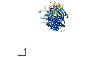 AlphaFold protein structure predicition of Mouse Recombinant Padi6 Protein, UniprotID Q8K3V4