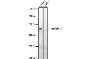 Western blot analysis of extracts of various cell lines, using Perilipin-2 antibody (ABIN7269220) at 1:1000 dilution. (ADRP 抗体)