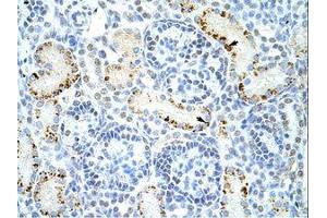 Image no. 1 for anti-DAZ Associated Protein 1 (DAZAP1) (C-Term) antibody (ABIN6736222) (DAZAP1 抗体  (C-Term))