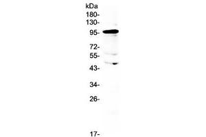 Western blot testing of human placental lysate with AMOTL2 antibody at 0. (AMOTL2 抗体)