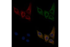 ABIN6256011 and ABIN6267476 staining HepG2 cells(30 min of 4uM Forskolin treatment) by IF/ICC.