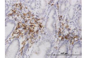 Immunostaining (ISt) image for anti-ER Degradation Enhancer, Mannosidase alpha-Like 2 (EDEM2) (AA 479-578) antibody (ABIN565911)