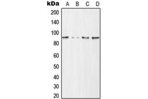 Western blot analysis of CD168 expression in HeLa (A), NIH3T3 (B), mouse brain (C), H9C2 (D) whole cell lysates. (HMMR 抗体  (Center))