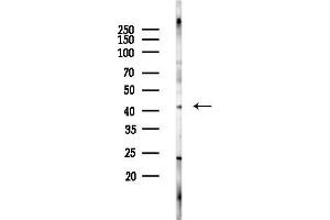 anti-Microtubule-Associated Protein 9 (MAP9) (N-Term) antibody