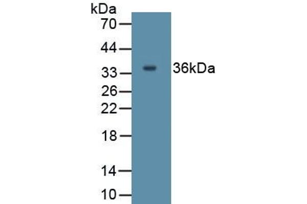 IL27 Antikörper  (AA 1-173)