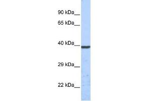 KCNK1 antibody used at 1 ug/ml to detect target protein. (KCNK1 抗体  (Middle Region))