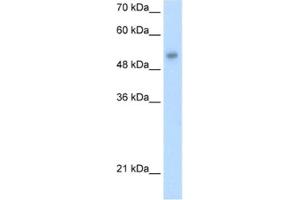 Western Blotting (WB) image for anti-One Cut Homeobox 3 (ONECUT3) antibody (ABIN2460968) (ONECUT3 抗体)