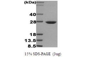SDS-PAGE (SDS) image for Heat Shock 27kDa Protein 1 (HSPB1) protein (ABIN666689) (HSP27 蛋白)