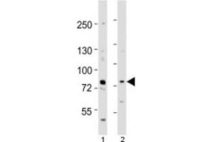 Western blot testing of Melk antibody at 1:1000 dilution. (MELK 抗体  (AA 381-415))