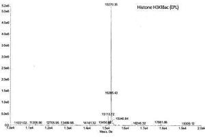 Mass Spectrometry (MS) image for Histone 3 (H3) (H3K18ac) protein (ABIN2669561) (Histone 3 Protein (H3) (H3K18ac))