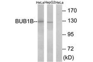 Western blot analysis of extracts from HeLa/HepG2 cells, treated with H2O2 100uM 30', using BUB1B Antibody. (BUB1B 抗体  (AA 341-390))