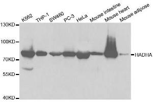Western blot analysis of extracts of various cell lines, using HADHA antibody. (HADHA 抗体  (AA 484-763))