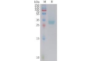 Cynomolgus PD-L1 Protein, His Tag on SDS-PAGE under reducing condition.