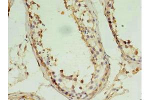 Immunohistochemistry of paraffin-embedded human testis tissue using ABIN7162851 at dilution of 1:100 (PIN1 抗体  (AA 1-163))