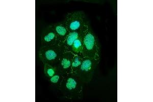 IF analysis of TJP2/ZO2 using anti-TJP2/ZO2 antibody (ABIN7602800).