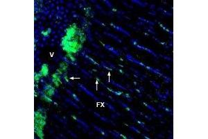 Expression of GPR65 in rat fornix - Immunohistochemical staining of immersion-fixed, free floating rat frozen brain sections using Anti-GPR65 (TDAG8) (extracellular) Antibody (ABIN7043167, ABIN7044427 and ABIN7044428), (1:1200), followed by goat-anti-rabbit-AlexaFluor-488. (GPR65 抗体  (Extracellular))