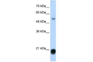 CBX3 antibody (20R-1095) used at 0. (CBX3 抗体  (Middle Region))