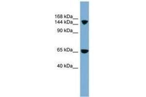 Image no. 1 for anti-Electrogenic Sodium Bicarbonate Cotransporter 4 (NBC4) (AA 899-948) antibody (ABIN6743226) (NBC4 抗体  (AA 899-948))