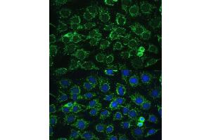 Immunofluorescence (IF) image for anti-ATP Synthase, H+ Transporting, Mitochondrial F1 Complex, gamma Polypeptide 1 (ATP5C1) (AA 26-298) antibody (ABIN7265723)