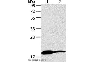 Western blot analysis of Mouse heart and liver tissue, using GDF2 Polyclonal Antibody at dilution of 1:200 (GDF2 抗体)