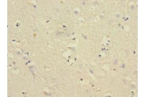 Immunohistochemistry of paraffin-embedded human brain tissue using ABIN7148474 at dilution of 1:100 (Contactin 4 抗体  (AA 777-1026))