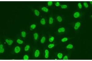 Immunofluorescence analysis of A549 cells using POLR2J Polyclonal Antibody (POLR2J 抗体)