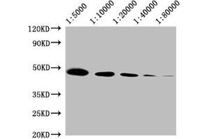 Western Blotting (WB) image for anti-Actin, beta (ACTB) (AA 1-50) antibody (ABIN7127368)