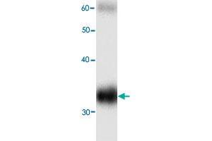Western blot analysis in HBB recombinant protein with HBB monoclonal antibody, clone 99g8  at 1 : 1000 dilution. (Hemoglobin Subunit beta 抗体)