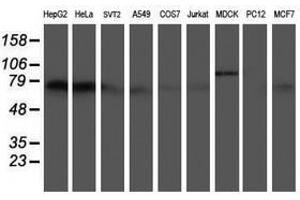 Image no. 2 for anti-5-Aminoimidazole-4-Carboxamide Ribonucleotide Formyltransferase/IMP Cyclohydrolase (ATIC) antibody (ABIN1496504) (ATIC 抗体)