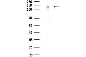 Western blot analysis of lysates from Mouse testis, using Phospho-MCM2 (Ser108) Antibody at 1/1000 dilution.