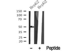 Western blot analysis of Retinoic Acid Receptor  / in lysates of HepG2? (Retinoic Acid Receptor gamma 抗体)