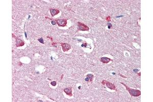 Anti-GRIA4 / GLUR4 antibody IHC of human brain, cortex. (GRIA4 抗体  (AA 279-292))
