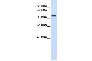 Western Blotting (WB) image for anti-Calcium Homeostasis Endoplasmic Reticulum Protein (CHERP) antibody (ABIN2458522) (CHERP 抗体)