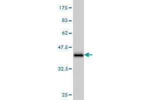 Western Blot detection against Immunogen (36. (GATA2 抗体  (AA 1-102))
