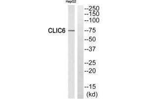 Western blot analysis of extracts from HepG2 cells, using CLIC6 antibody. (CLIC6 抗体)