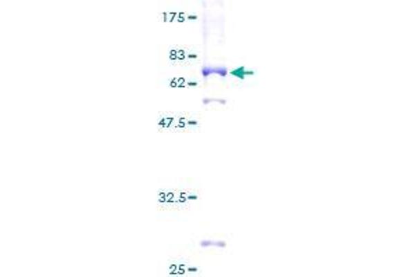 TRIB3 Protein (AA 1-358) (GST tag)